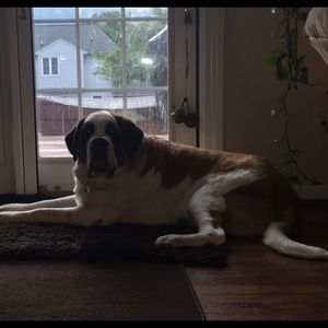 Meet your Posher, Rhiannon